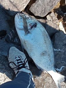 Gilthead Seabream