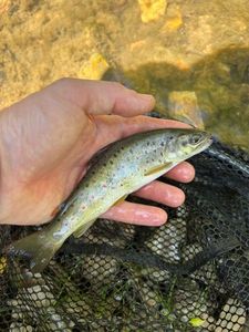 Brown Trout