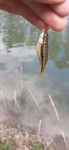 Common Minnow