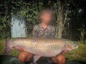 Grass Carp