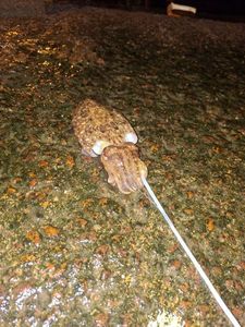 Common Cuttlefish