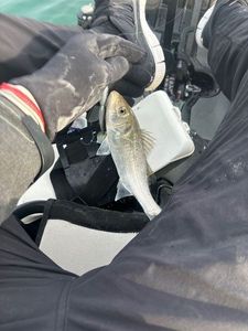 European Bass (Seabass)