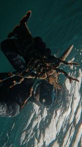 European Lobster
