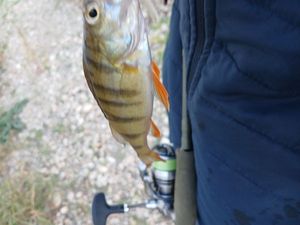 European Perch