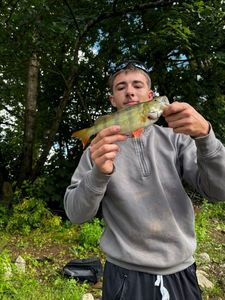 European Perch