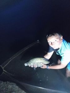 Common Bream