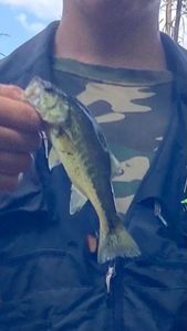 Largemouth Bass