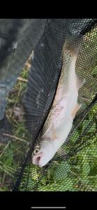 Rainbow Trout