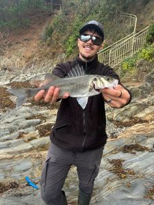 European Bass (Seabass)