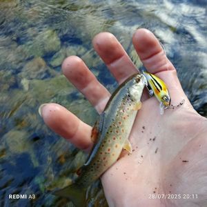 Brown Trout