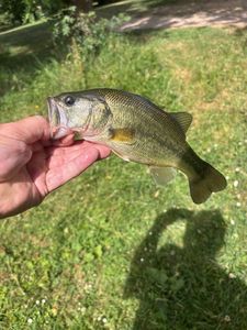 Largemouth Bass