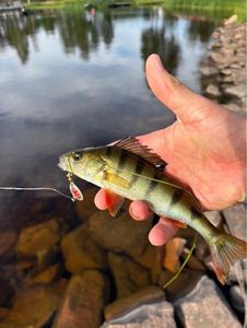 European Perch
