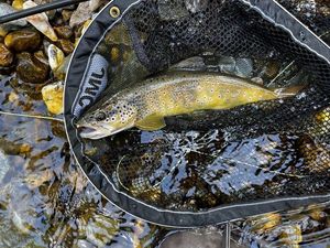 Brown Trout