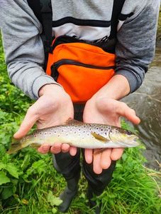 Brown Trout