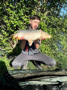 Common Carp
