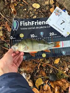 European Perch