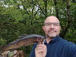 Brown Trout