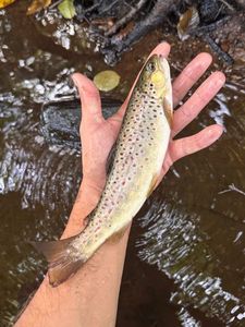 Brown Trout