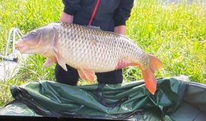 Common Carp