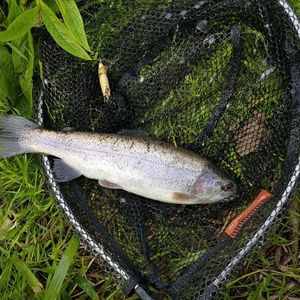 Rainbow Trout