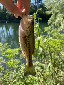 Smallmouth Bass