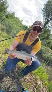 Rainbow Trout