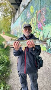 Northern Pike