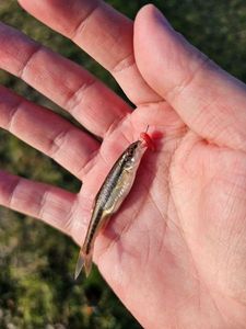 Common Minnow