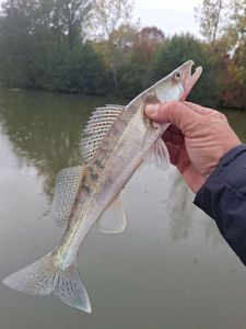 Zander