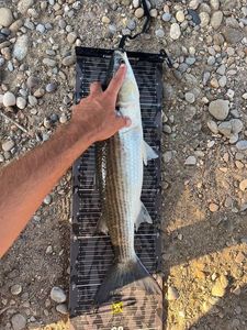 Flathead Grey Mullet
