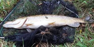 Northern Pike