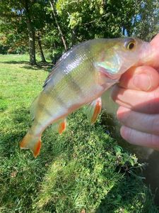 European Perch