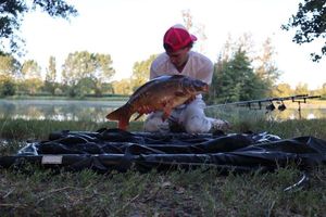 Mirror Carp