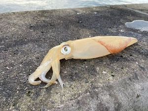 European Squid