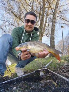 Common Carp