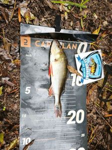 European Perch