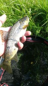 Brown Trout