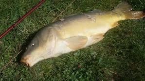 Leather Carp