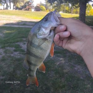 European Perch