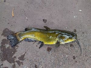 Black Bullhead