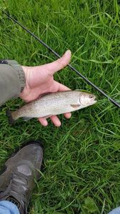 Rainbow Trout