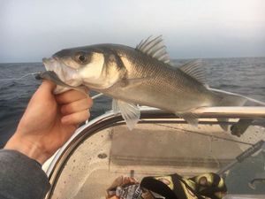 European Bass (Seabass)