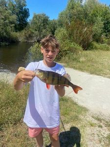 European Perch