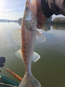 Zander