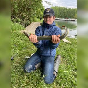 European Eel (Common Eel)