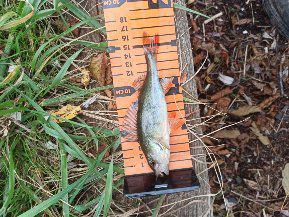 European Perch