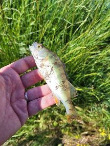 European Perch