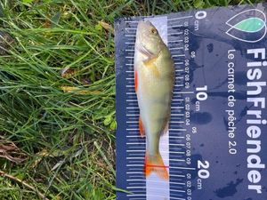 European Perch