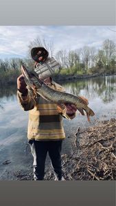 Northern Pike