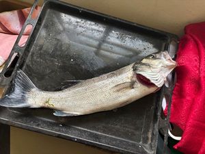 European Bass (Seabass)
